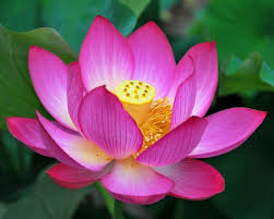 Kimiya Pink Lotus