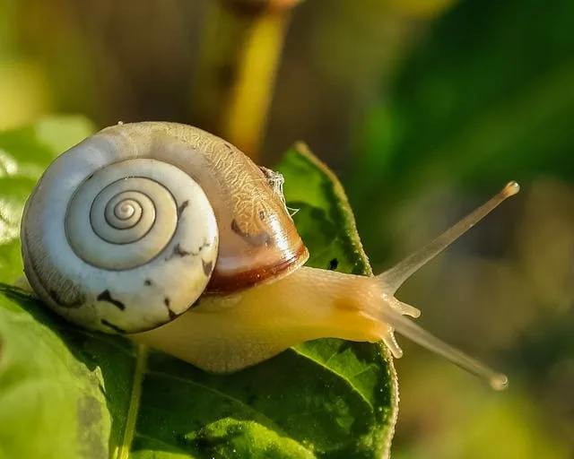 snail slime